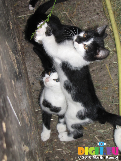 SX15013 Young kittens playing with grass stalk